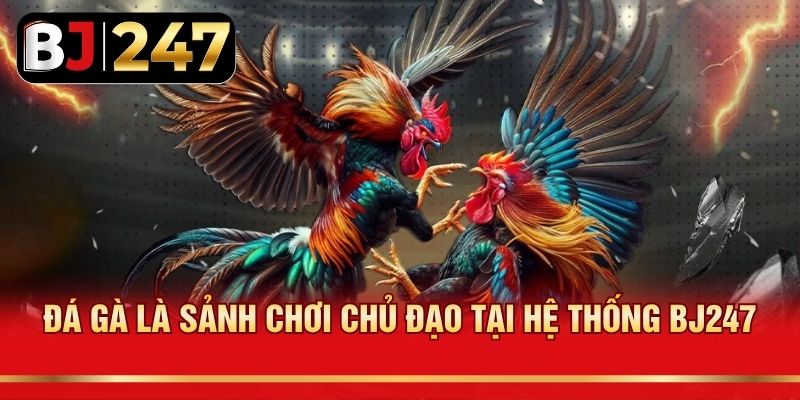 Đá gà là sảnh chơi chủ đạo tại hệ thống BJ247